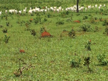 Fazenda  Venda