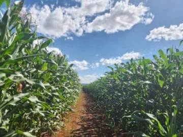 Fazenda  Venda